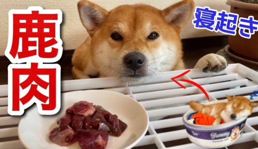 【柴犬】ご飯をよく残す犬が寝起きで高級鹿肉ぺろりと完食しました