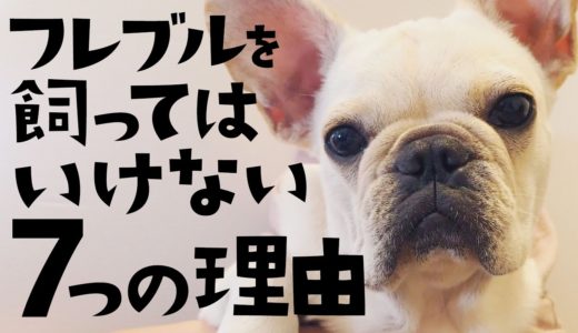 【これから犬を飼う人へ】フレブルを飼ってはいけない9つの理由【フレンチブルドッグ】【French bulldog puppy】