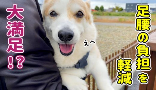 シニア犬の新しい遊び方を考えてみた！【コーギー】