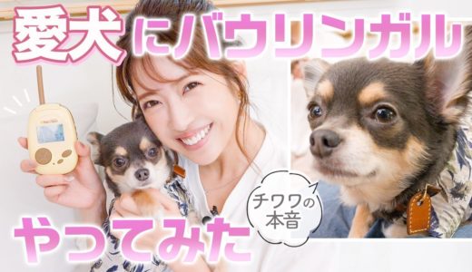 【チワワ】犬と会話できる翻訳機を使ってみたら〇〇な結果に・・・！【バウリンガル】