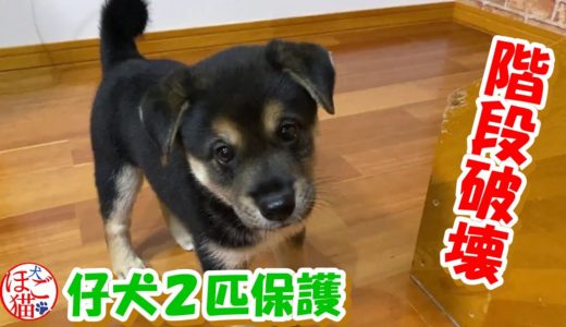 【犬　子犬　保護犬】階段を破壊する子犬　現行犯逮捕！