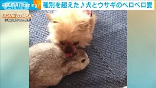 種を超えた愛にほっこり　犬がウサギをペロペロ(2020年9月25日)