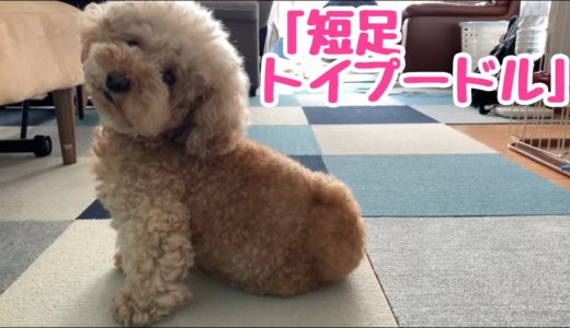 短足を見事に活かす犬【トイプードル】【マルプー】