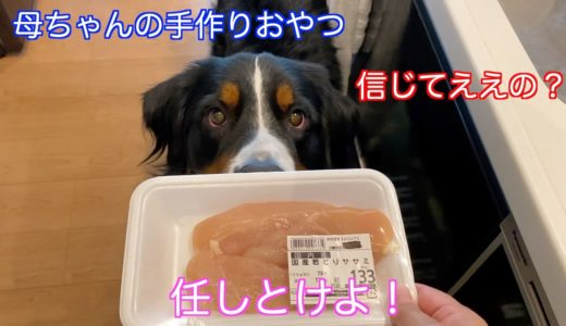 【犬の手作りおやつ】母ちゃん特製手作りささみをいただく　バーニーズマウンテンドッグ　 bernese mountain dog