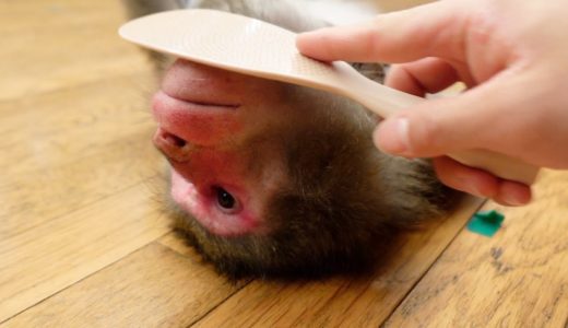 「撫でると犬が寝るしゃもじ」をお猿さんに使ってみた。