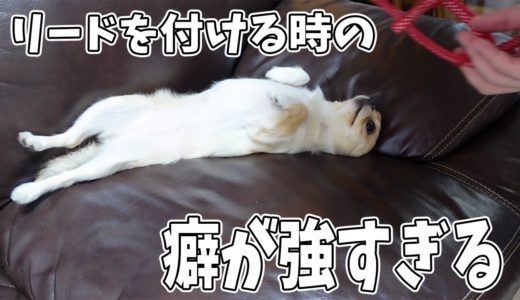 母と初めてのお散歩！犬にリードを付けようとすると、「ひっくりかえる」姿がとっても可愛い【チワワ】【dog】【chihuahua】