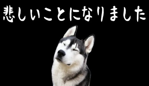 悲しい事になりました　ハスキー犬とトイプードル