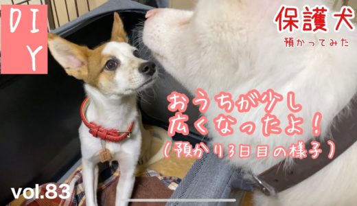 【保護犬預かり】秋田犬めっちゃんによるわんわん保育園、開園です【3日目の様子】