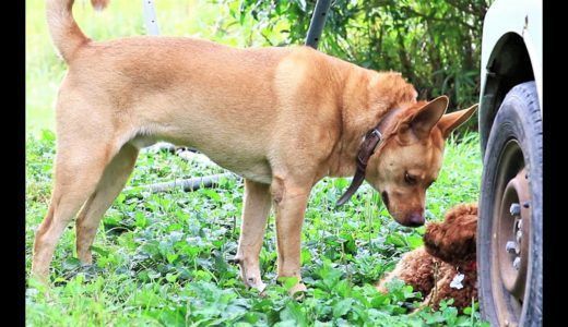 山に住む大型犬と会った子犬の反応 #31