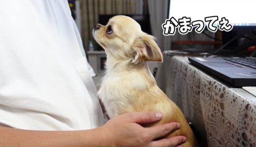 どうしても膝の上に座りたい甘えん坊な犬が可愛すぎる【チワワ】【dog】【chihuahua】