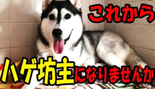 抜け毛がひどいので！ハスキー犬とトイプードル Husky and Poodle