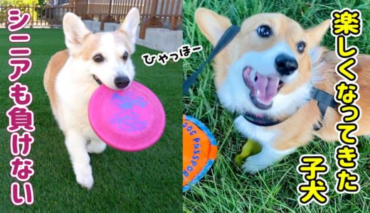 子犬とシニア犬、各々フリスビー遊びをしました！