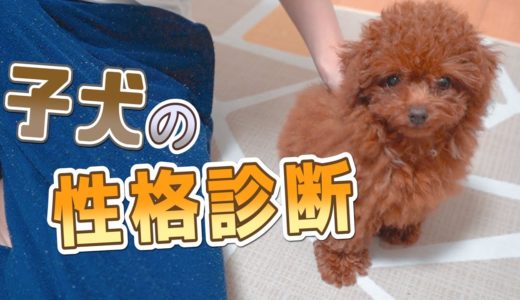 生後3か月の子犬に『犬の性格診断』をやってみたら衝撃の結果に・・・・【ティーカッププードル】【トイプードル】