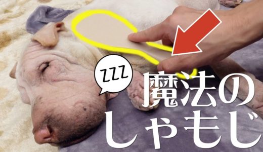 【謎】我が家のブチャ犬をしゃもじで撫でると秒で寝る。