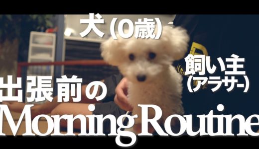 独身一人暮らしで犬を飼うアラサー男子の出張前モーニングルーティンと帰宅後【トイプードルみみと暮らす】