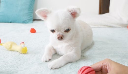 【ぬいぐるみ犬】「えっ何！」不思議そうに見る犬の表情が可愛い～ｗ