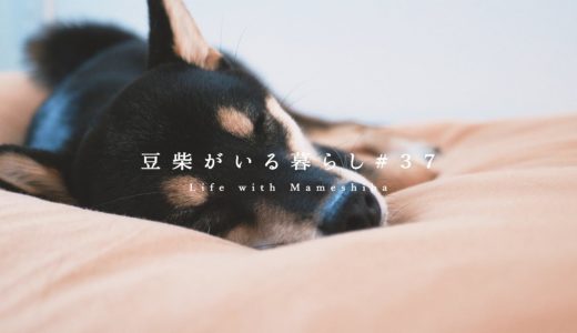 犬をダメにするソファでだらける柴犬、最高にかわいい。【豆柴暮らし】