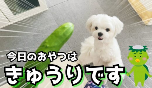 犬に大好物のきゅうりをあげたらめちゃくちゃ喜んで可愛かった【マルチーズ】