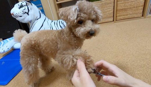 生まれて初めて犬の爪切りをしてみたらマジでめちゃくちゃ大変だったw【トイプードル】