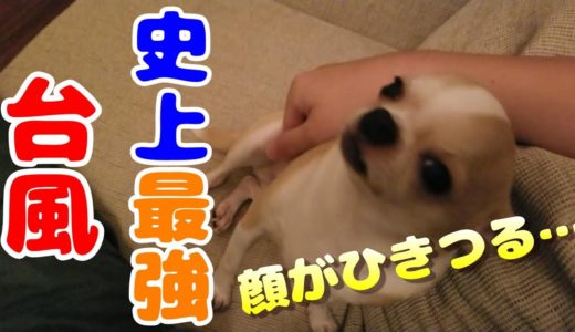 史上最強クラス台風に初遭遇し動揺するチワワ犬。過去最強台風と食欲、どちらが勝つ⁉Chihuahua dog upset about the strongest typhoon in Japan.