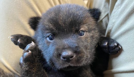 甲斐犬の子犬を見学