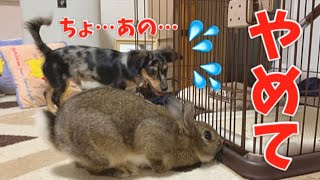 犬もドン引きする程の暴れん坊うさぎがコチラw