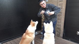 秋田犬に馬肉あたえてみた