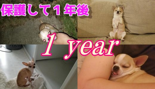 【1年のまとめ】スムースチワワ犬を保護して1年、こんなに変わりました🐶💛　A year has passed since I rescued the abandoned chihuahua dog.