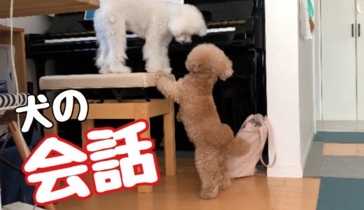 会話したあと先輩犬のために頑張る後輩犬 トイプードル／マルプー