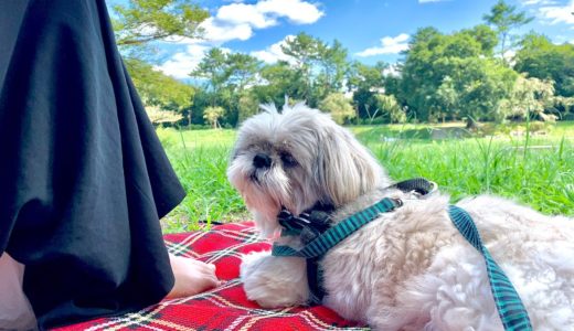 【睡眠用動画30分】犬のおひるね賀茂川沿い