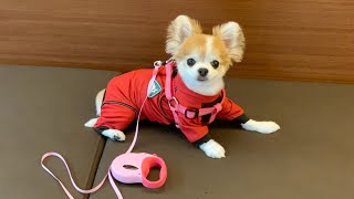 台風接近でしたが早朝に犬の散歩に行ってきました！