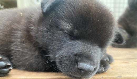 甲斐犬の子犬を見学３