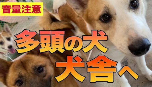 【多頭飼育崩壊】犬だらけ…ぎゅうぎゅうだった部屋から犬舎へ移動【保護施設】＃１９４