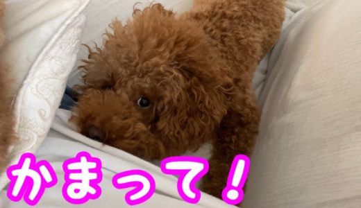 犬のかまってアピールが強すぎて可愛すぎた！w【トイプードルそぼろ＆ニコ】