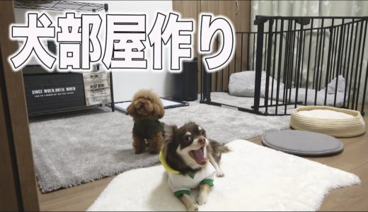 トイプードルとチワワの子犬くん！新しい犬のお部屋に大はしゃぎ！