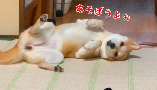 暇人ならぬ暇犬なんだなと思わせる柴犬と猫のアピール方法がw shiba inu