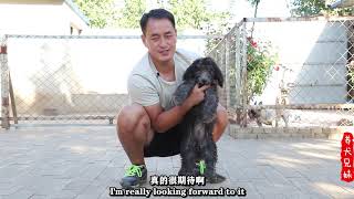 香港的朋友竟然找养犬兄妹帮忙买狗，其缘由让人倍感压力Interesting, Hong Kong people ask Yunfei to help adopt dogs