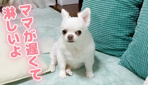 お迎えをやめた事をばらされてママに謝る犬ｗ