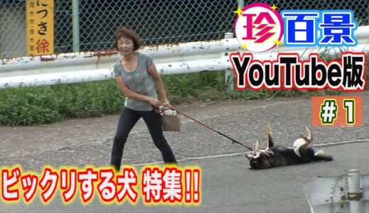 珍百景YouTube#1　ビックリする犬特集