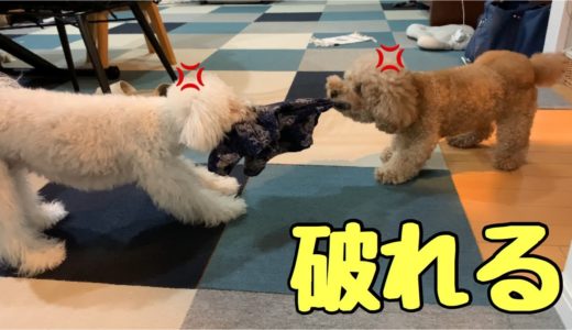 悪さをしたい犬とそれを注意する犬の争いが面白いw トイプードル/マルプー