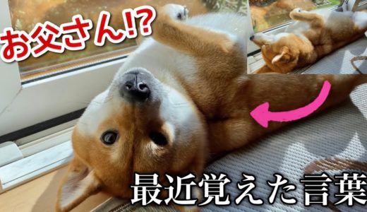 【柴犬】ご飯と言っても全く反応しない犬に「お父さん」と言ったら一瞬で起き上がりました