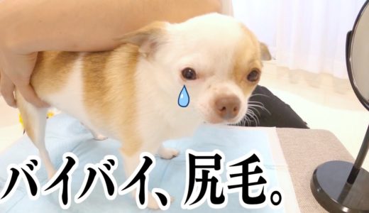 お尻う○ちぶら下げ犬、ケツ毛の必要性を説くも涙の全面カットへ