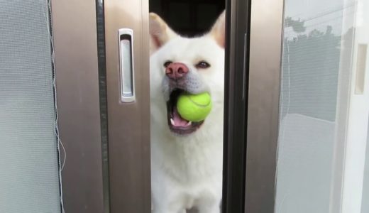 【秋田犬ゆうき】我家のボール遊びは投げるのが犬で拾いに行くのは人間です【akita dog】