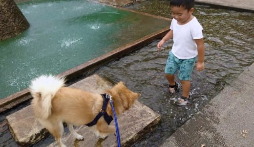 保護犬だん君と、はじめての公園へ！太陽が出てないと涼しく感じるね！セミの声も心地良い！音声とともにお楽しみください！だん君まったく吠えないけど！Ｗ