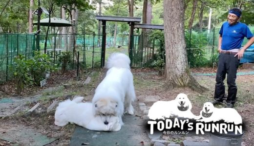 犬舎から開放されて荒ぶるアランです　Great Pyrenees　グレートピレニーズ