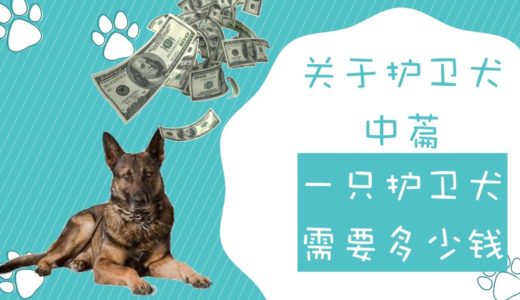 一只护卫犬需要多少钱，关于护卫犬你所需要知道的（中篇）