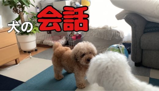 先輩犬の言う事を素直に聞き入れる後輩犬 トイプードル/マルプー