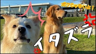 犬のイタズラが激しすぎて笑いが止まらない！【ゴールデンレトリバー】