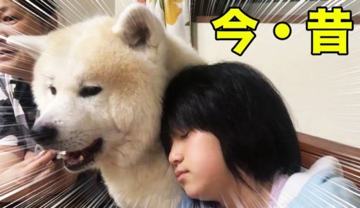 秋田犬・今昔・秋田犬そうすけ君・元気に過ごしてもう４歳【VLOG】