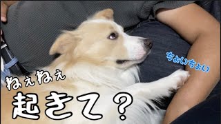 パパを起こす為に.ちょっかいを出す犬が可愛い！【ボーダーコリー】